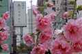 photo f050