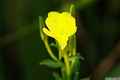 photo f026