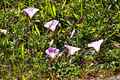 photo f043