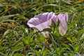 photo f075