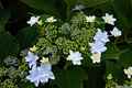 photo f056