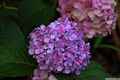 photo f052