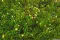 photo f050