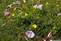 photo f082