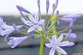 photo f077