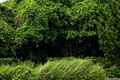 photo f005