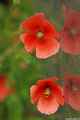photo f148