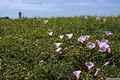 photo f063