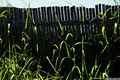 photo f086