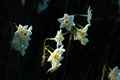 photo w25404f202