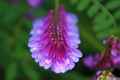 photo w25502f025