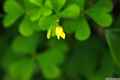 photo w25502f038