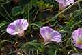 photo w25508f024