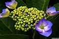 photo w25527f161
