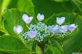 photo w25601f081