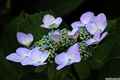 photo w25602f097