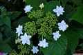 photo w25606f185