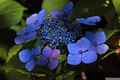 photo w25617f228
