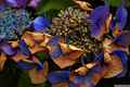 photo w25620f145
